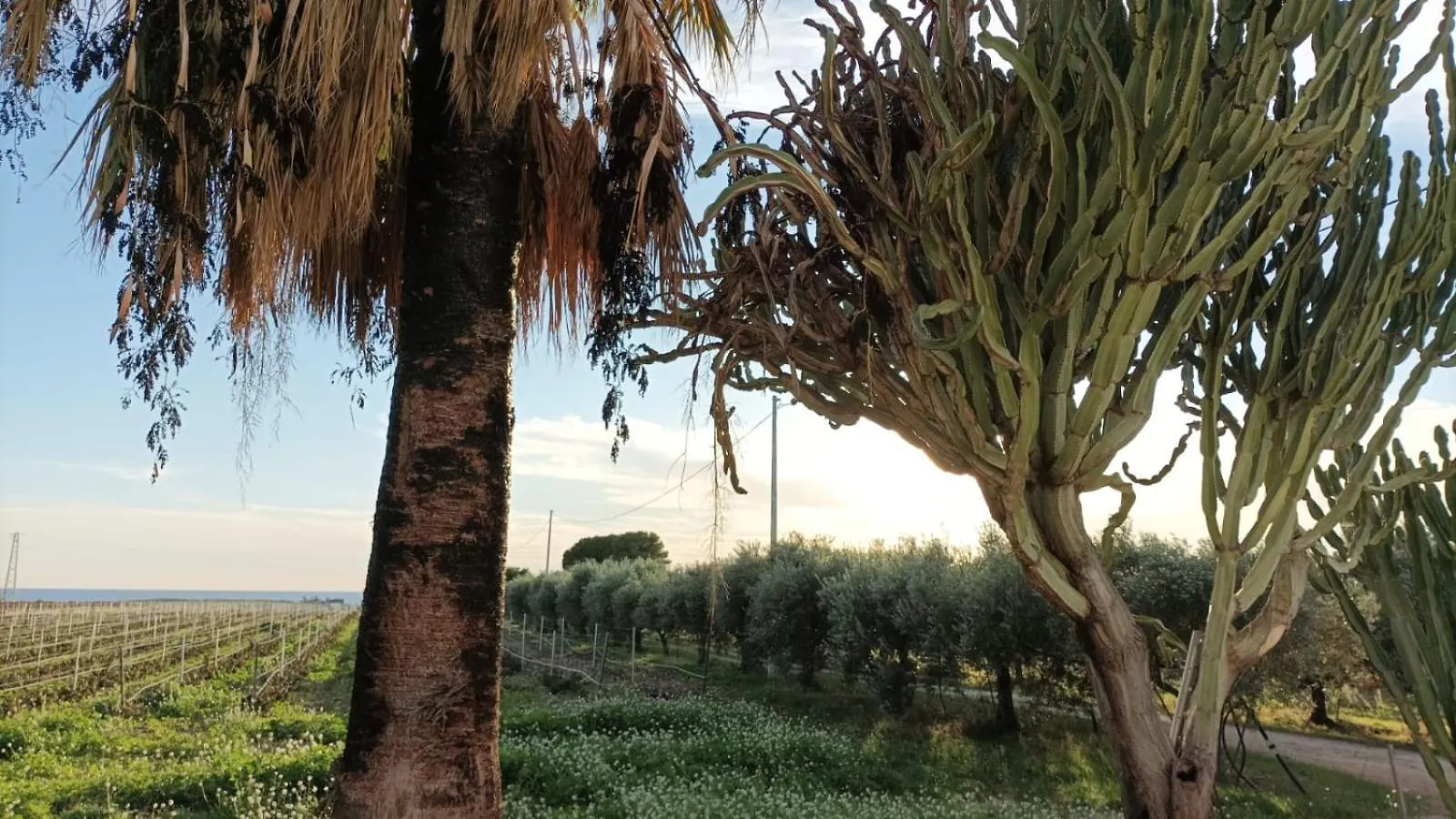 Casa Bouganville Villetta Tra Le Vigne E Il Mare Menfi Holiday home